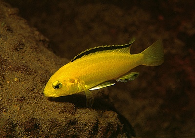Labidochromis caeruleus 'Kakusa'